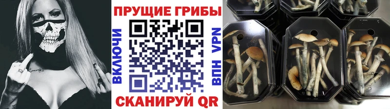 Псилоцибиновые грибы прущие грибы  Энгельс 